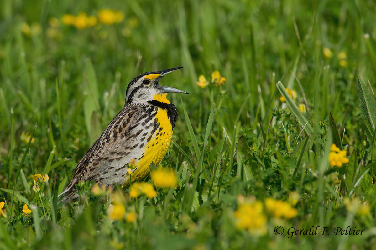 Eastern Meadowlark