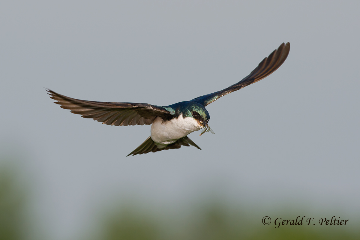 Tree Swallow