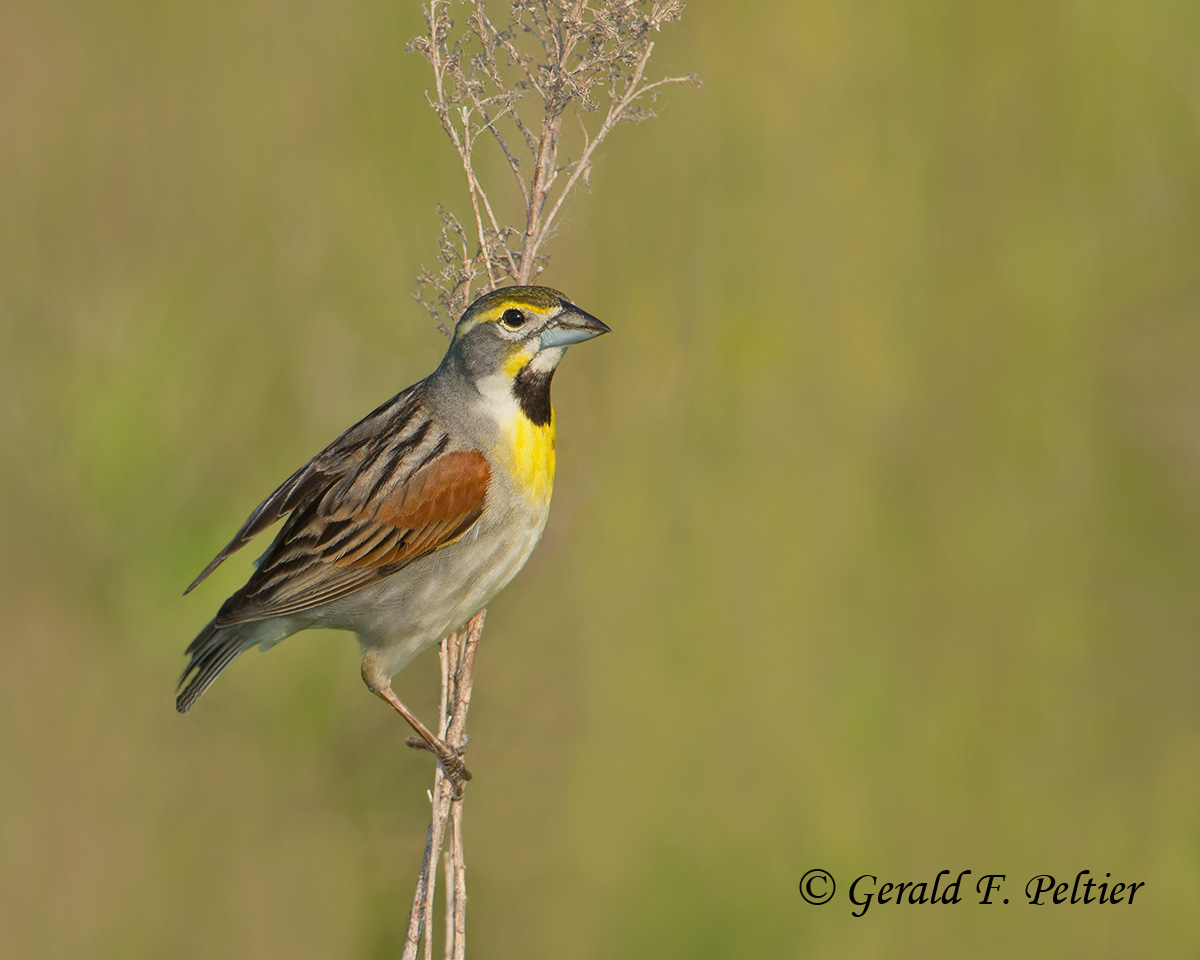 Dickcissel 