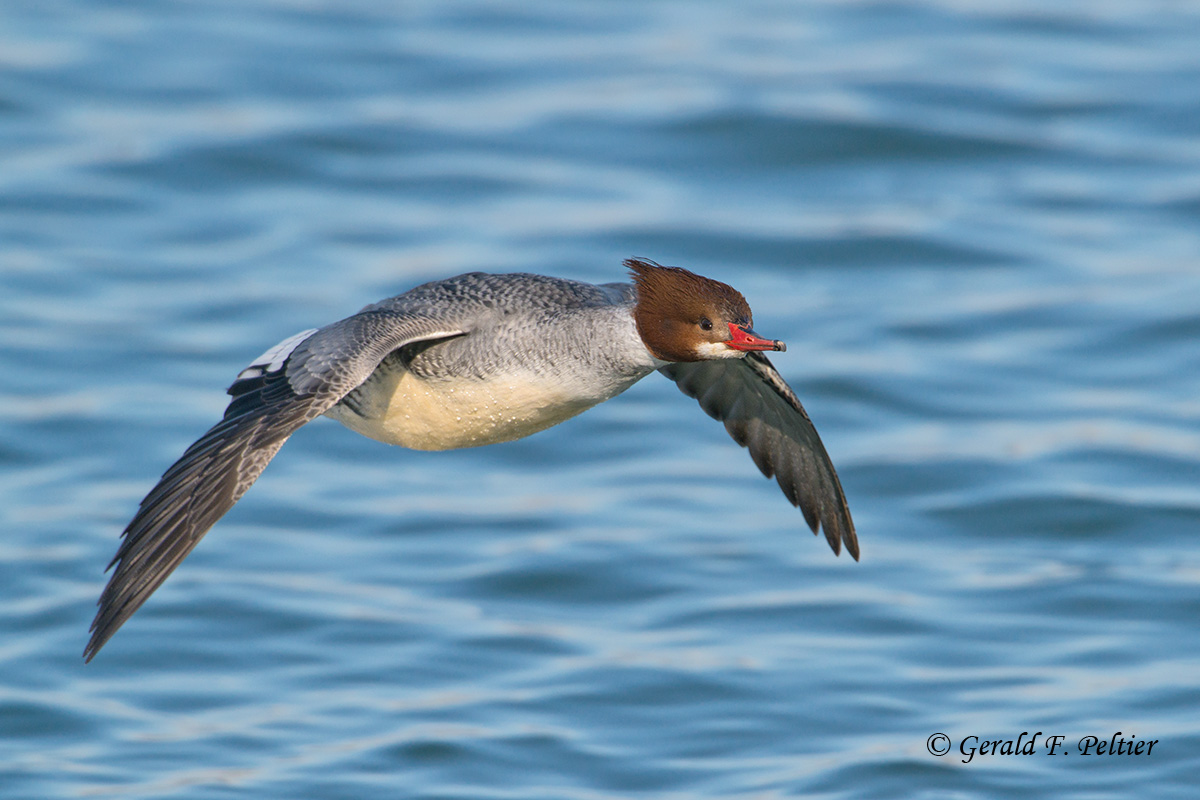 Common Merganser (f)