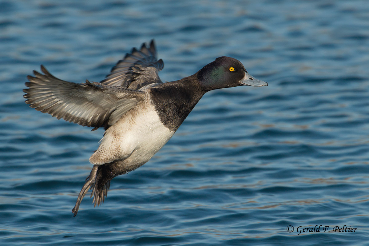 Lesser Scaup