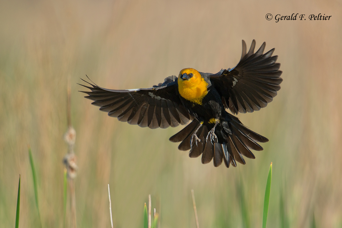 Yellow - headed Blackbird 