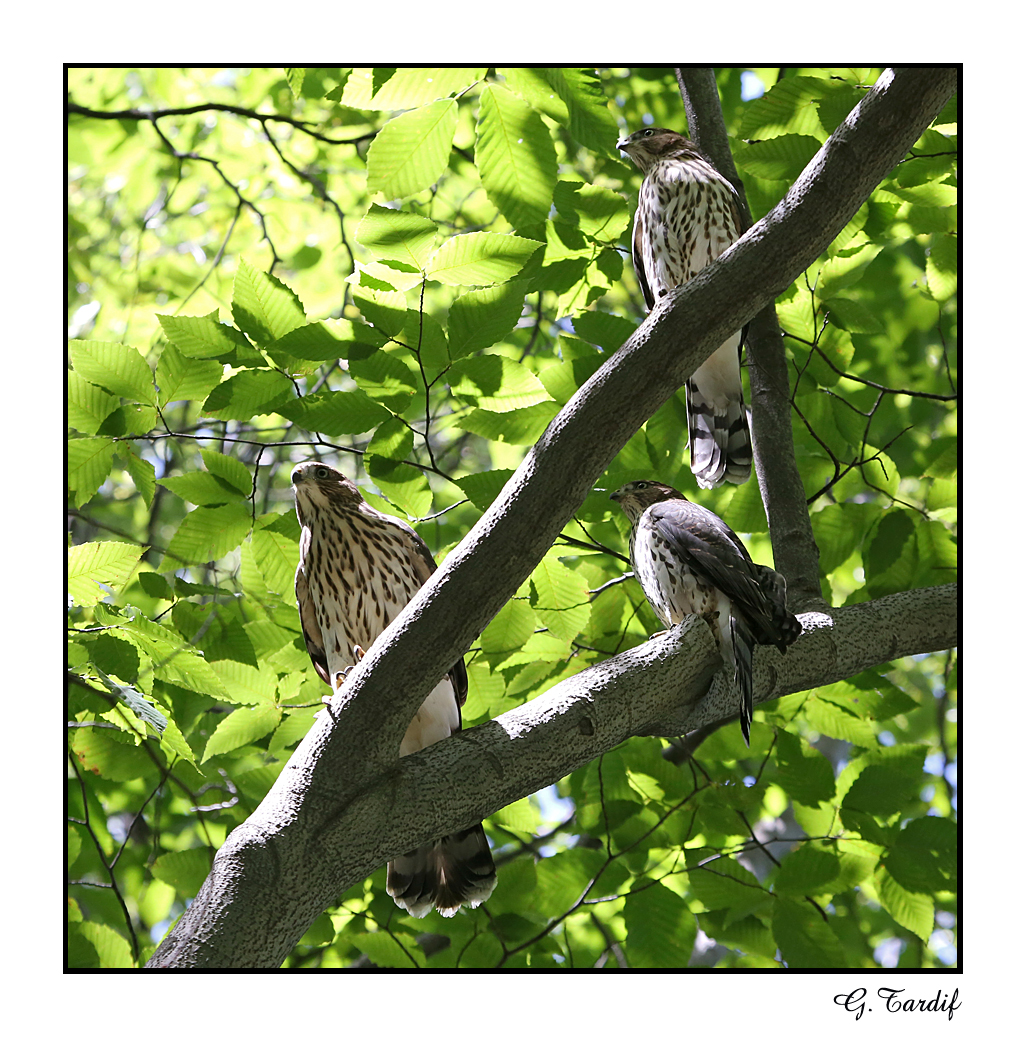 pervier de cooper / Coopers Hawk