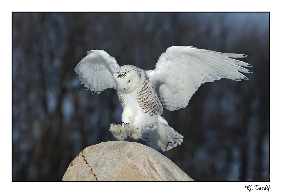 Harfang des neiges / Snowy Owl