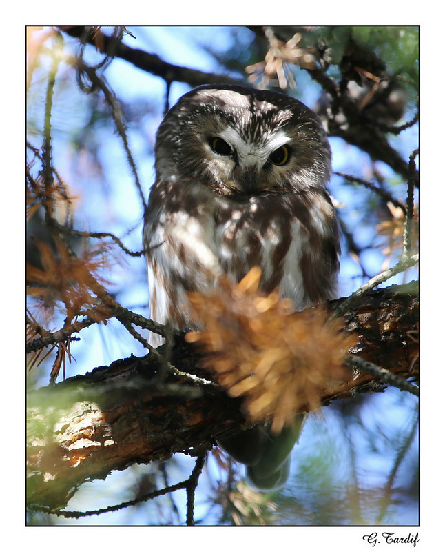 Petite nyctale / Northern Saw-whet Owl