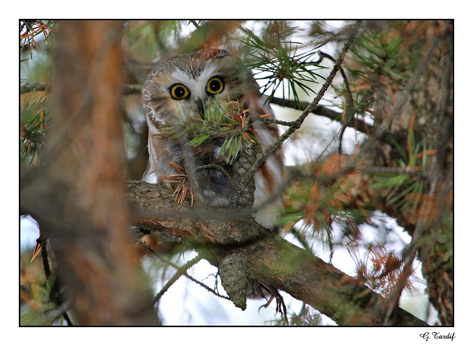 Petite nyctale / Northern Saw-whet Owl