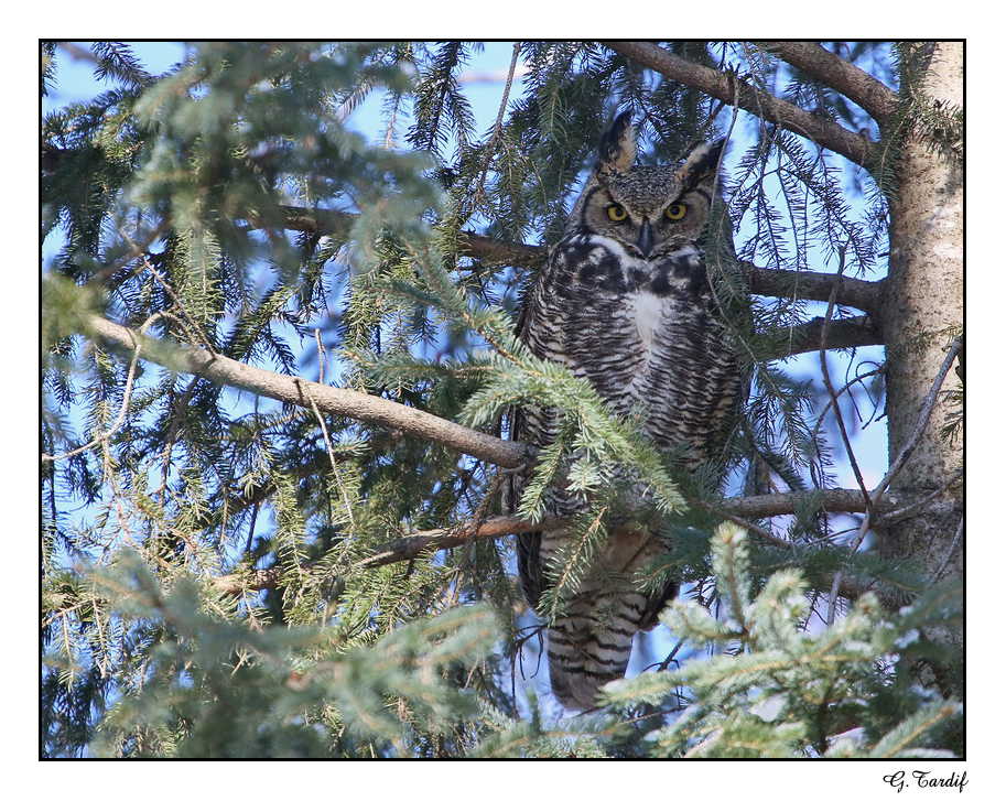 Grand Duc DAmrique / Great Horned Owl
