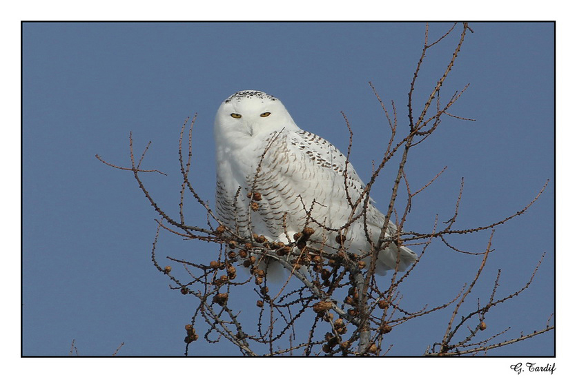 Harfang des neiges / Snowy Owl (Jeune mle)