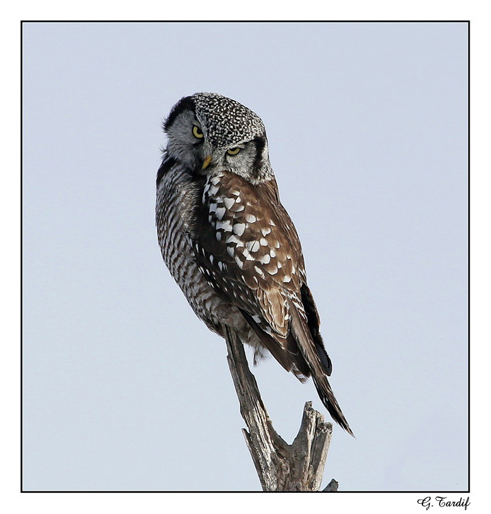 Chouette pervire / Northern Hawk Owl