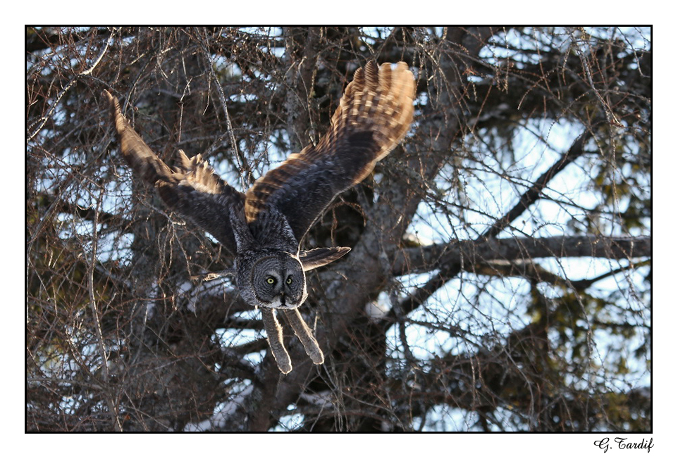 Chouette lapone / Great Gray Owl