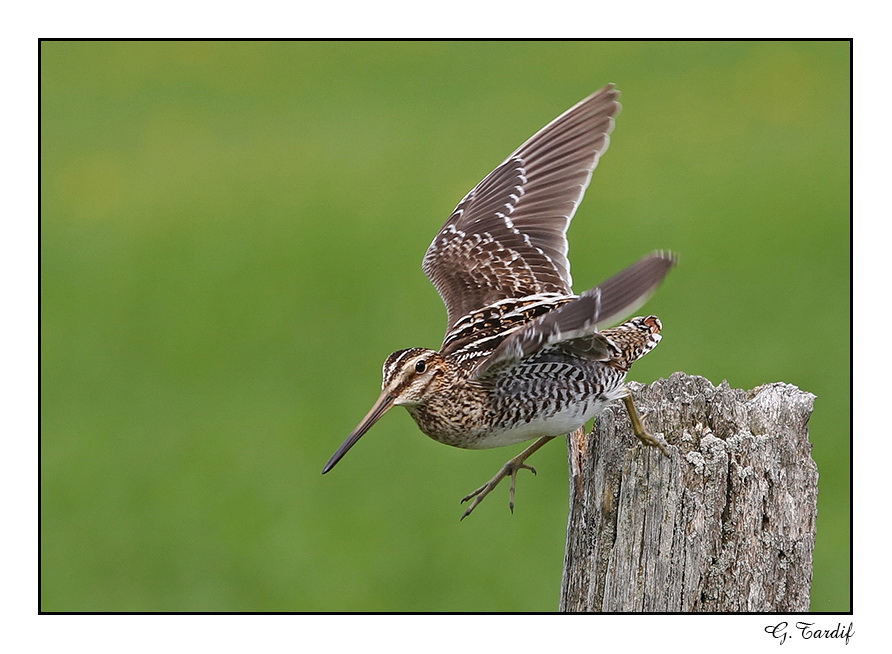 Bcassine de Wilson / Wilsons Snipe