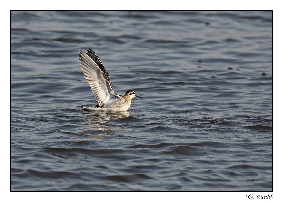 Phalarope  bec troit/Red-necked Phalarope1P6AL4757B.jpg