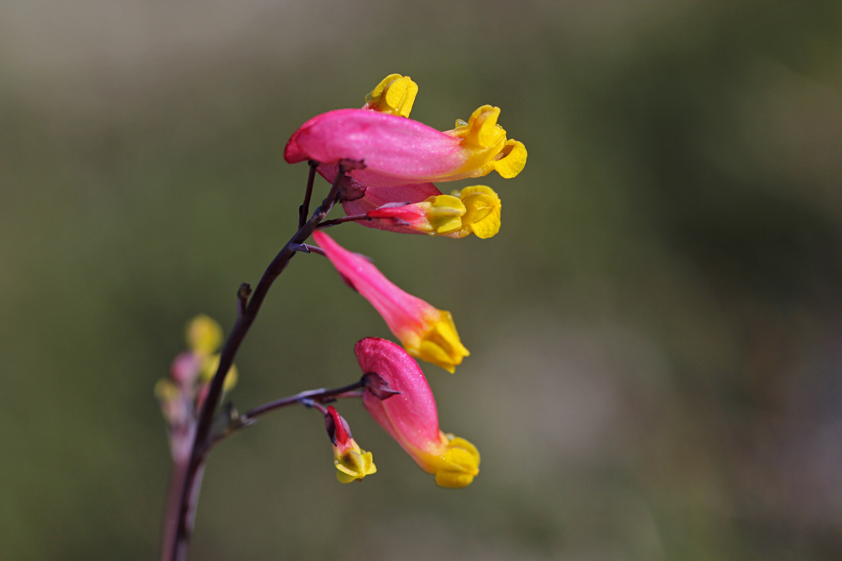 pale corydalis