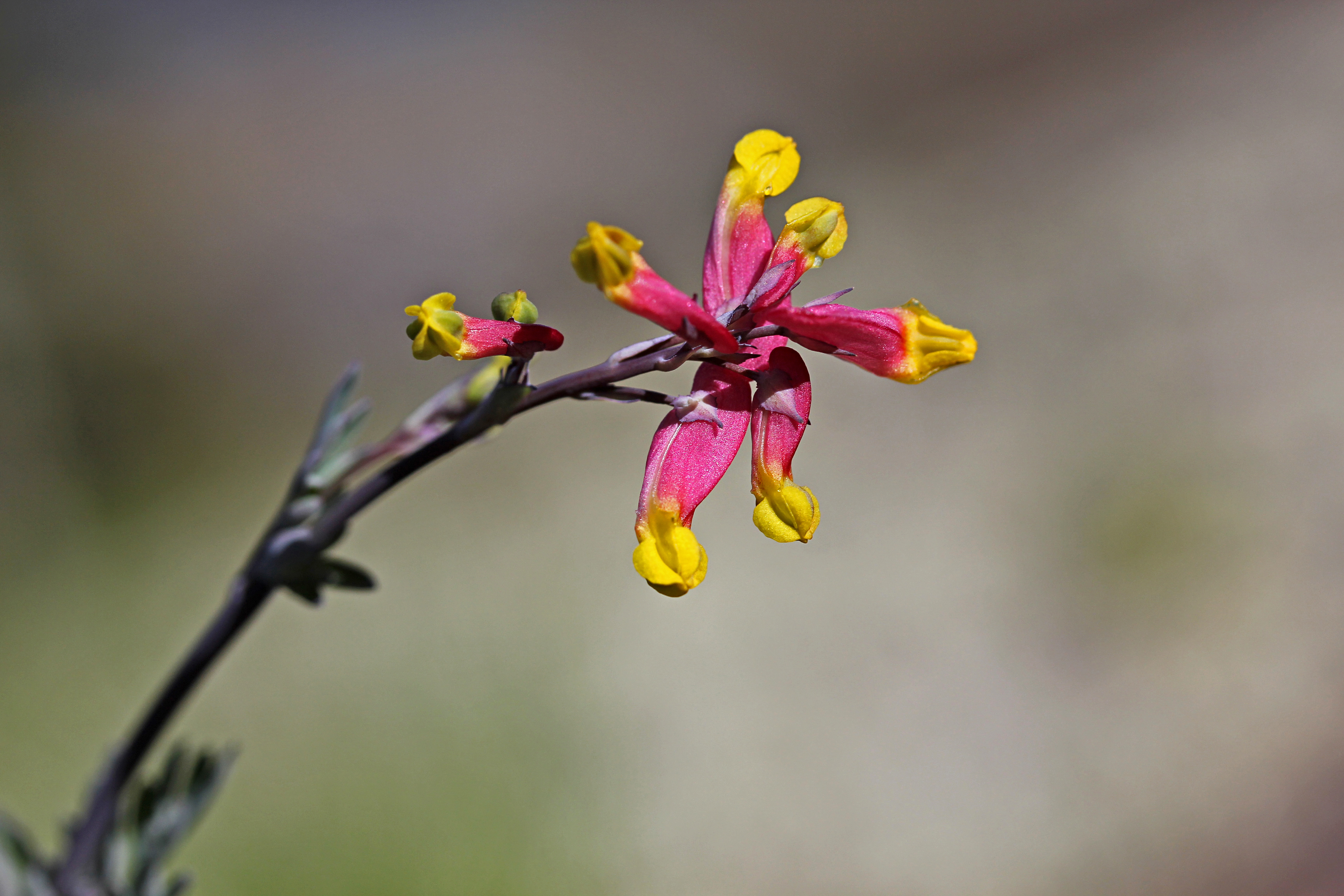 pale corydalis