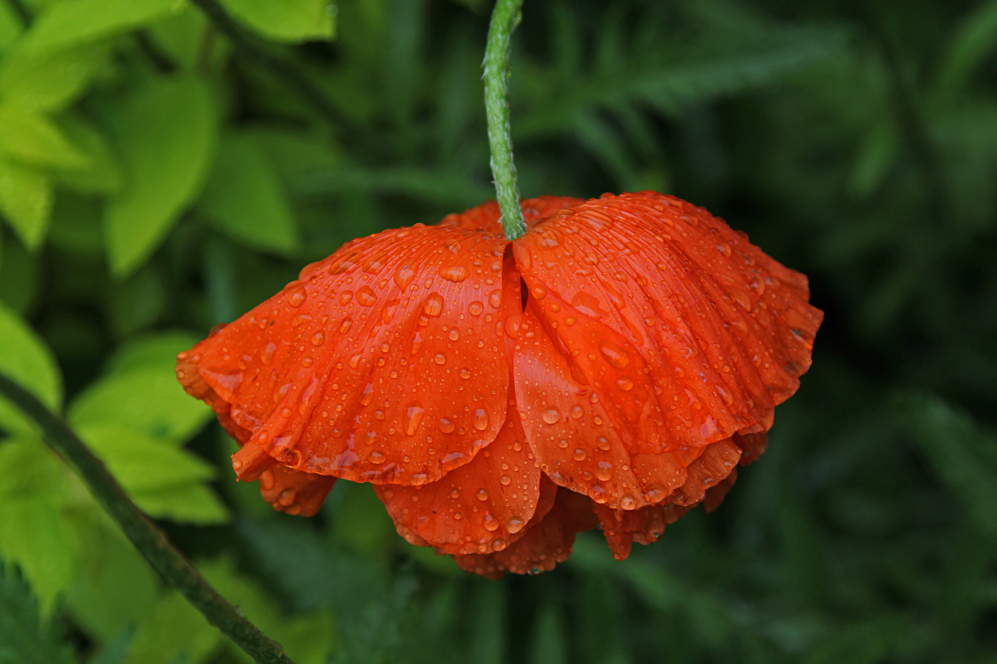 oriental poppy