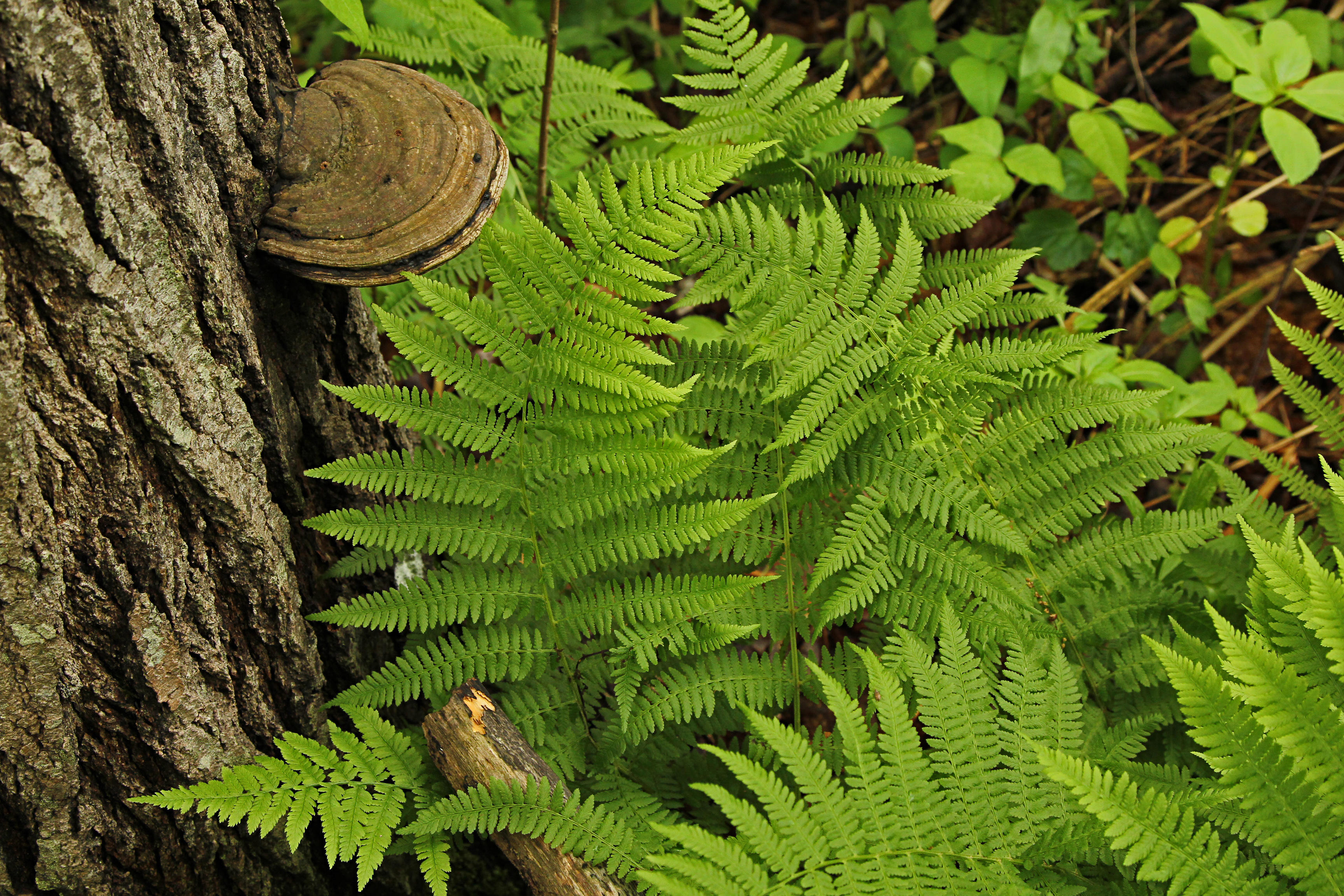 Lady Fern