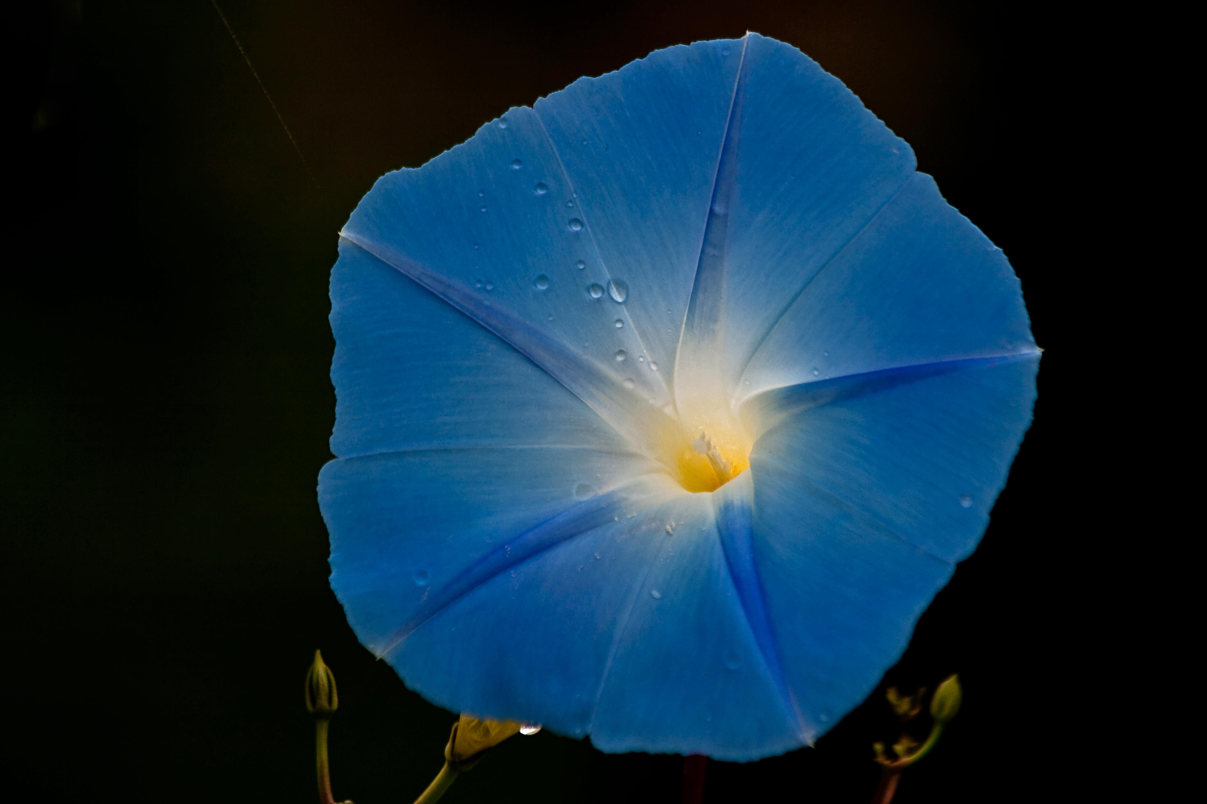 Heavenly Blue Morning Glory - Ipomoea tricolor