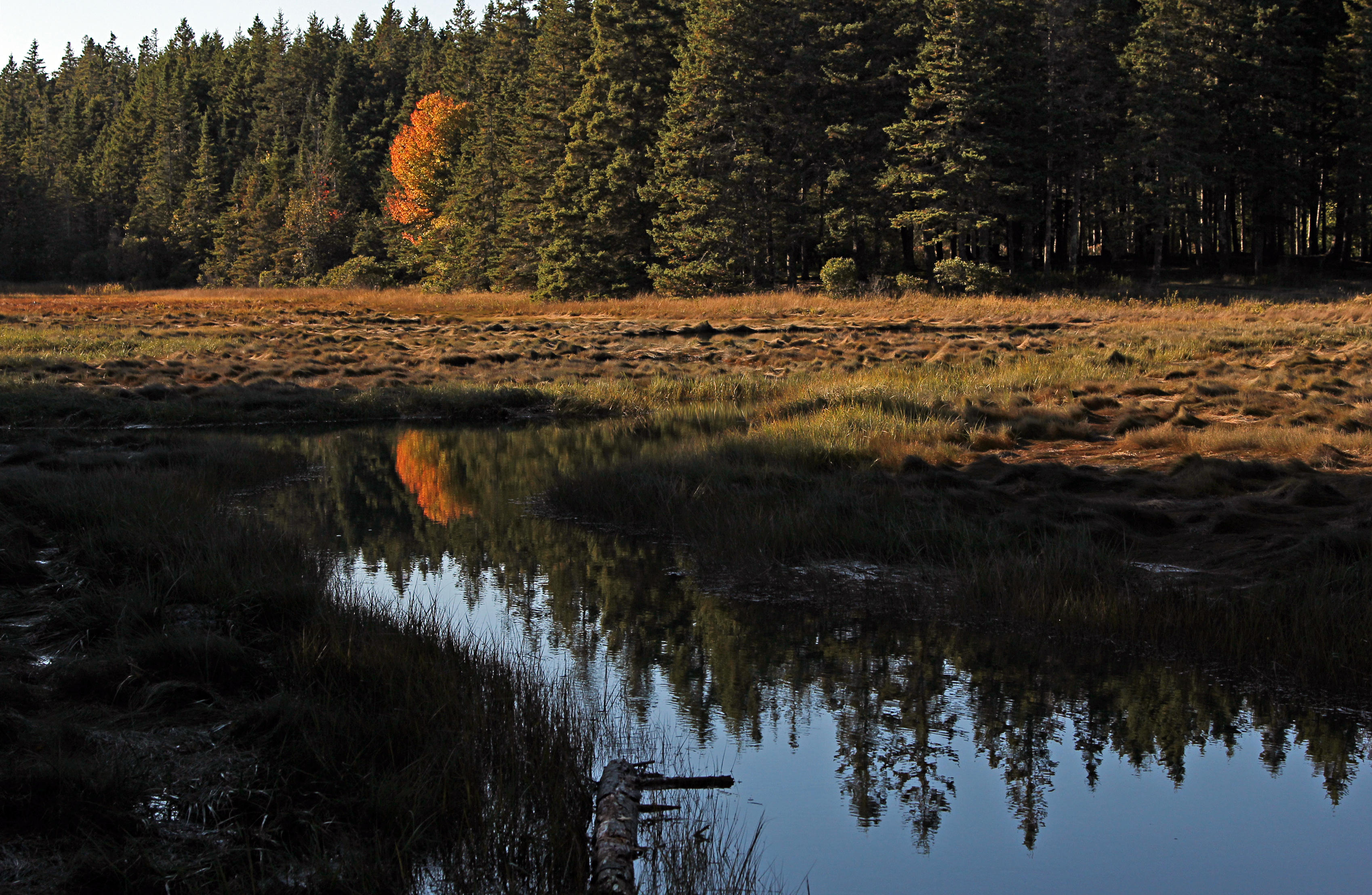 watering hole with reflections