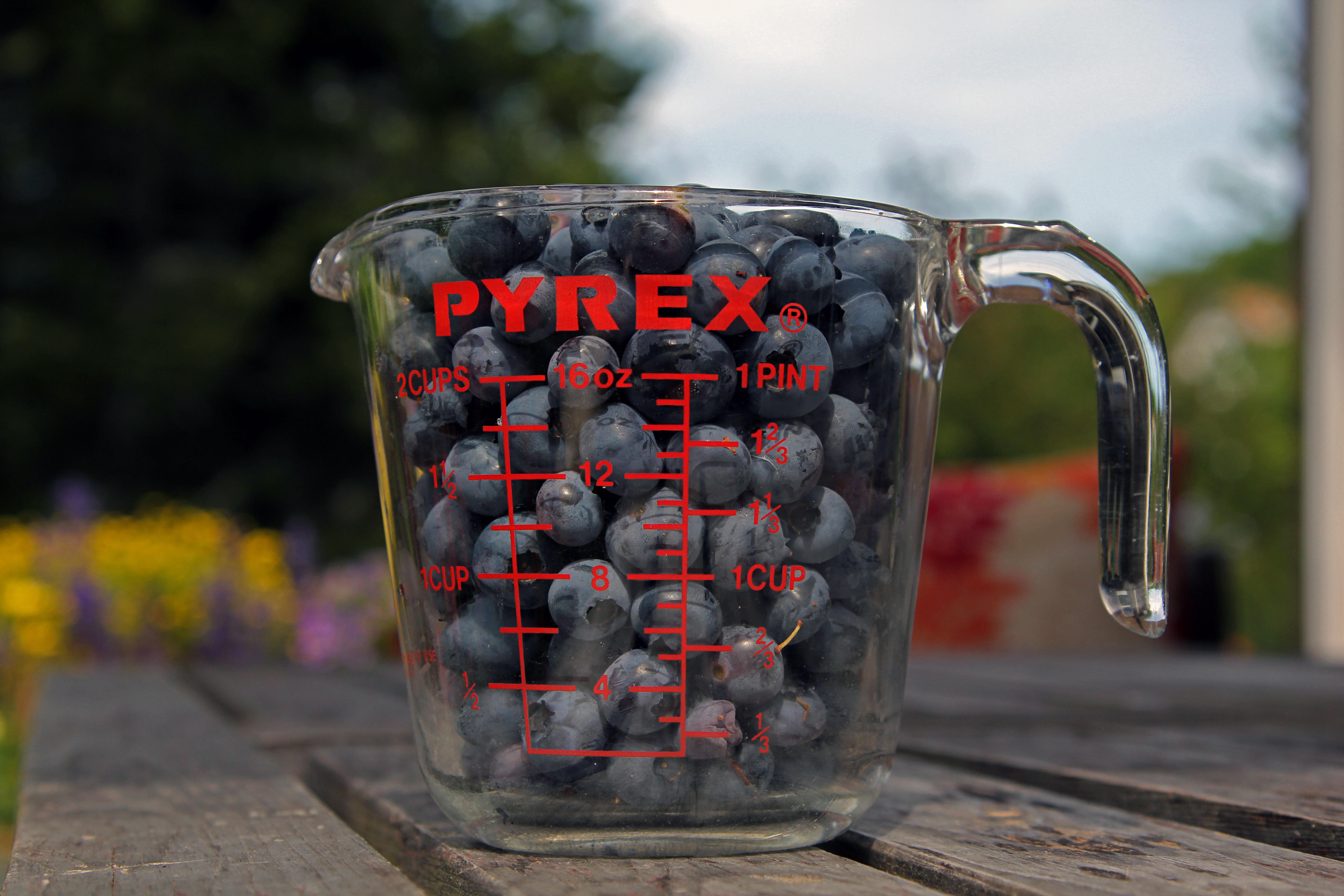 my blueberry crop