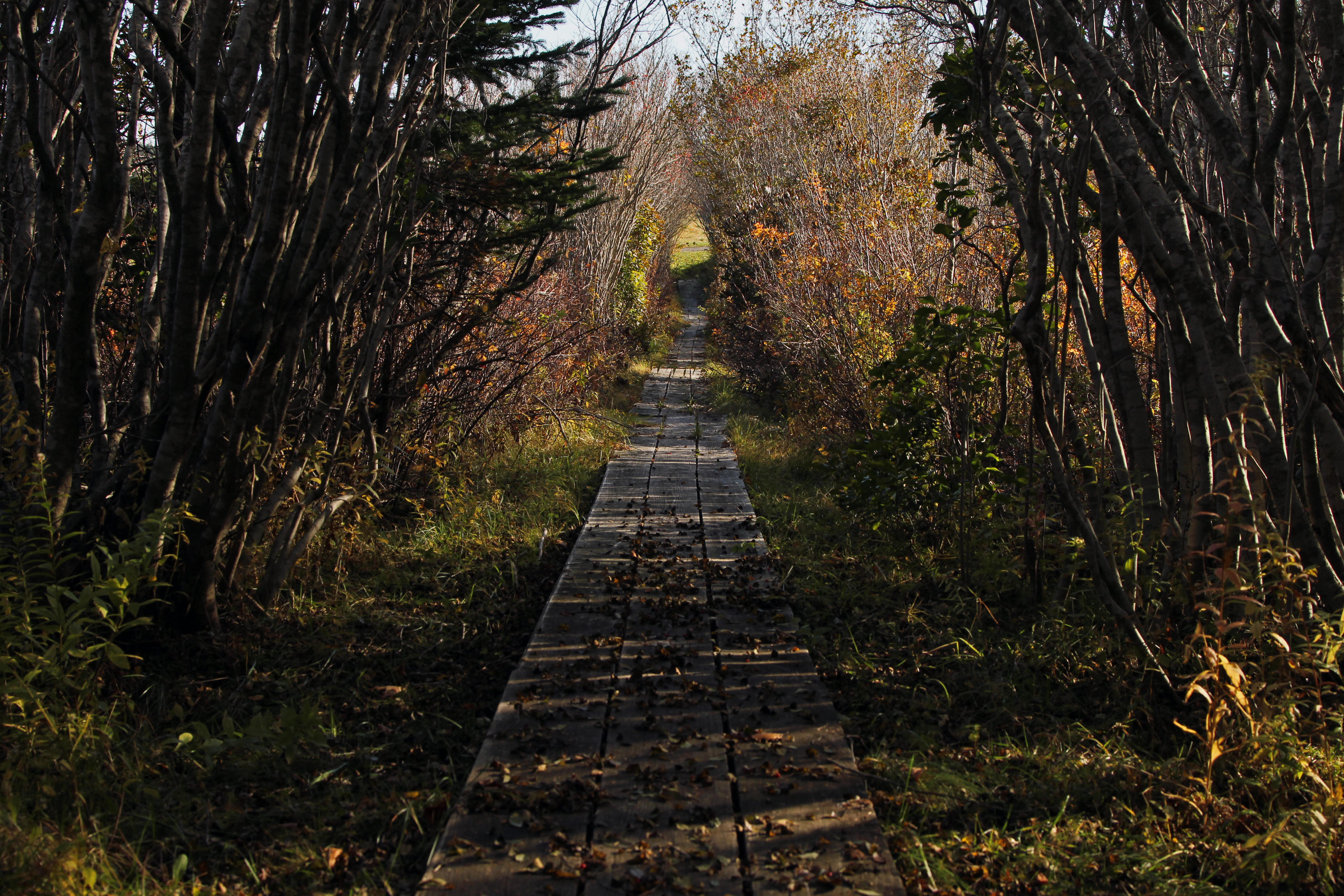winterberry boardwalk