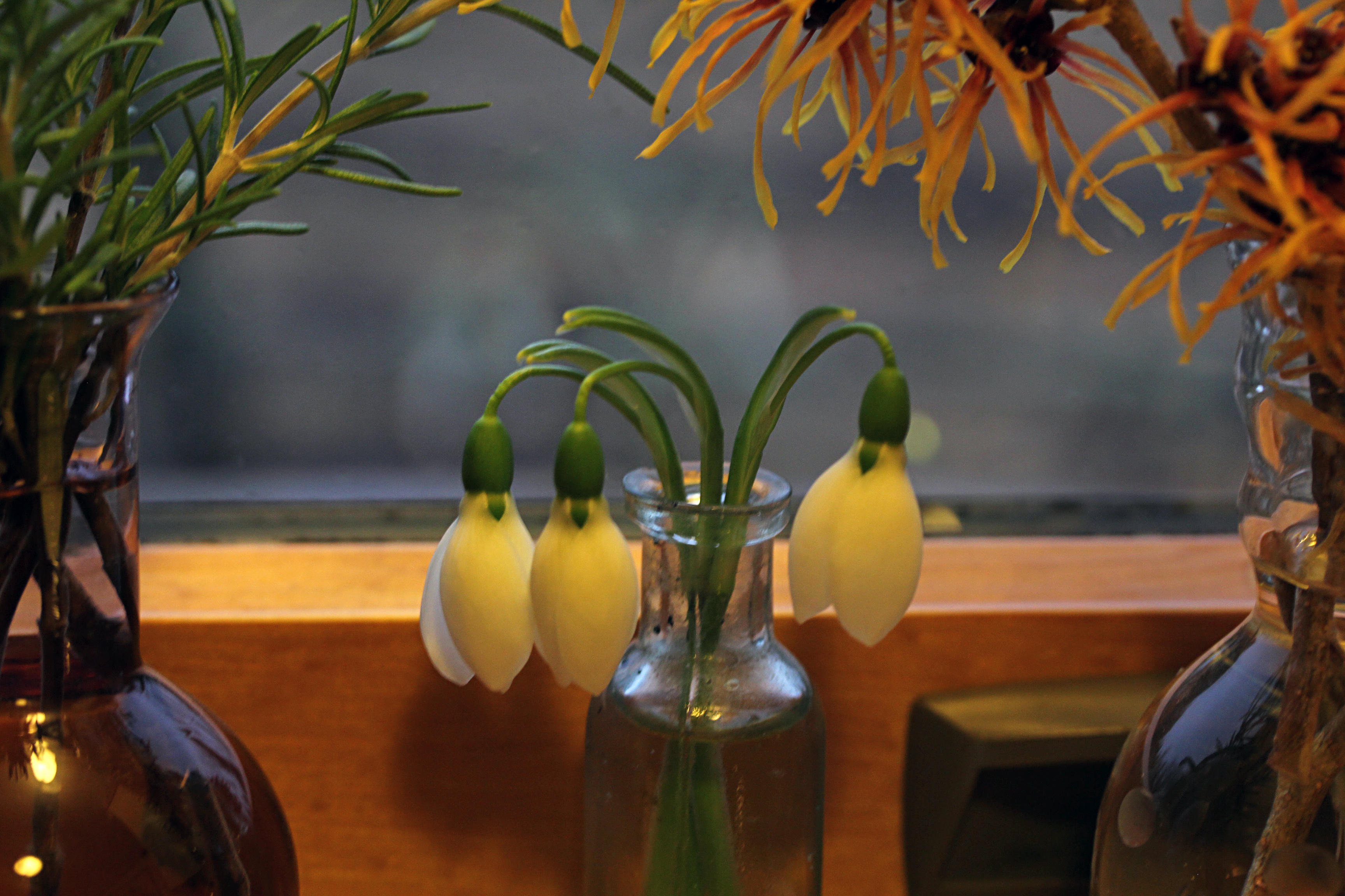 snowdrops in house