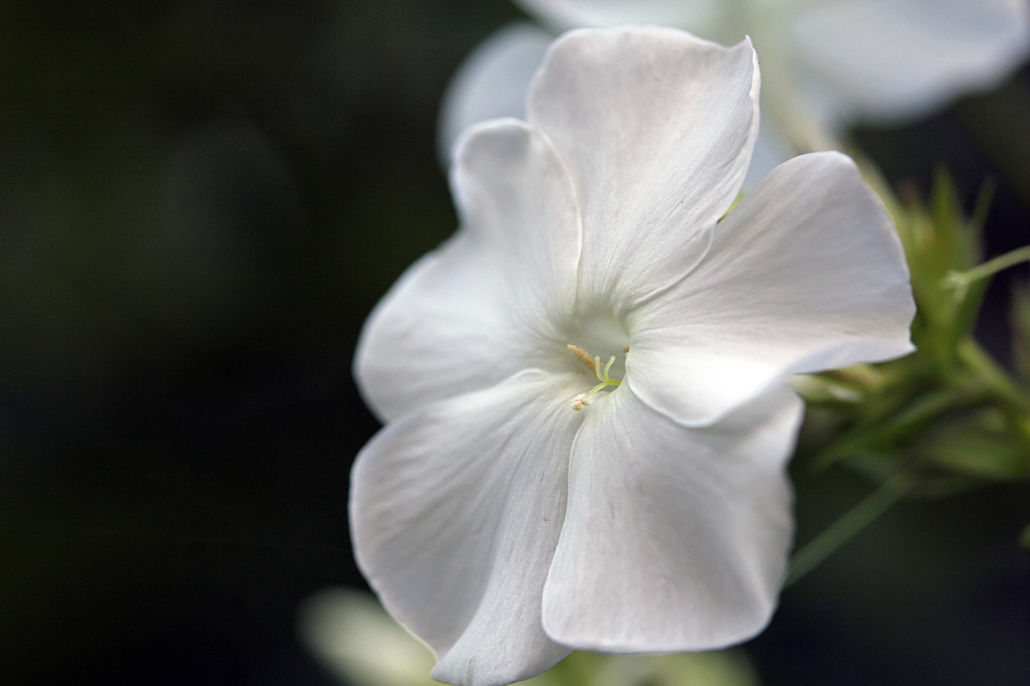 September white