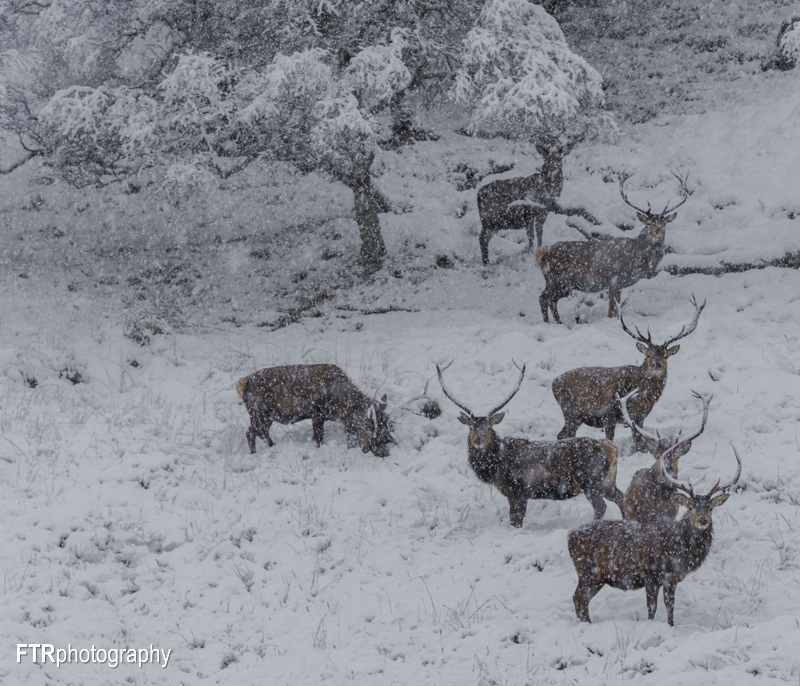 Stags in the snow