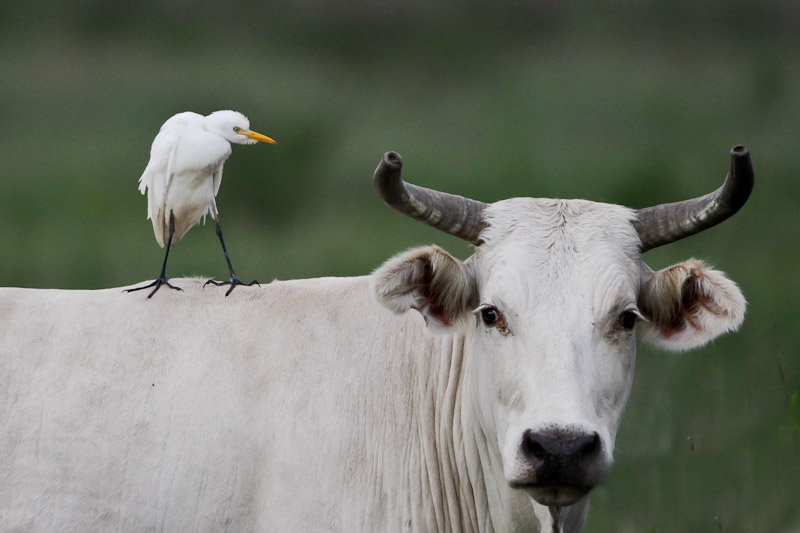 Cattle Egret