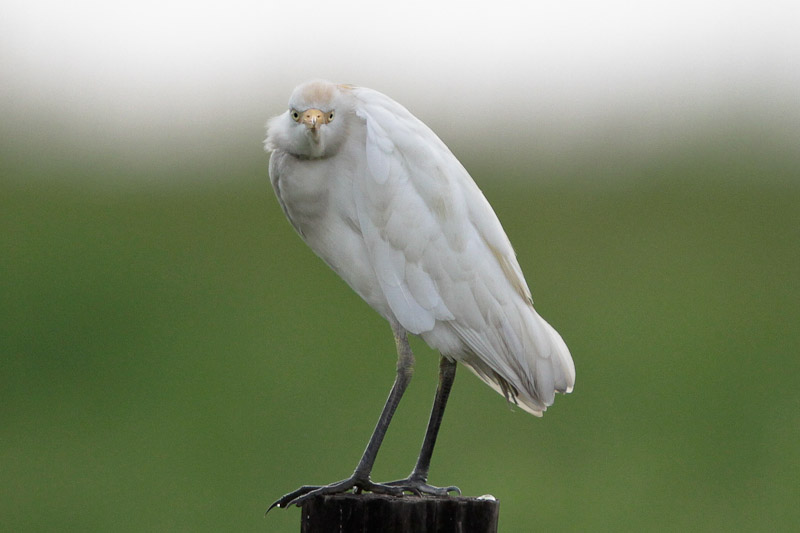 Cattle Egret