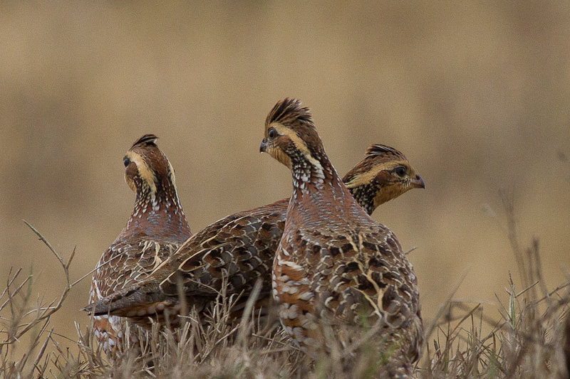 Northern Bobwhite