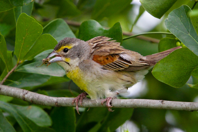 Dickcissel