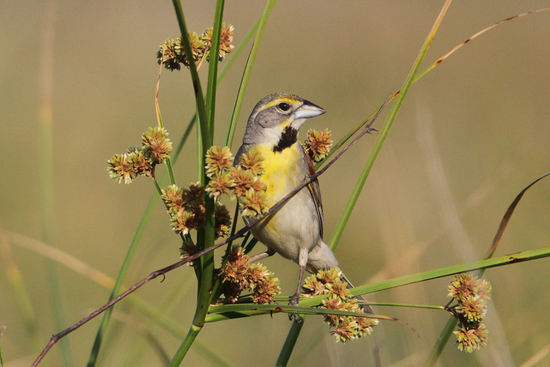 Dickcissel