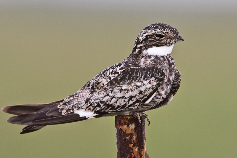 Common Nighthawk 