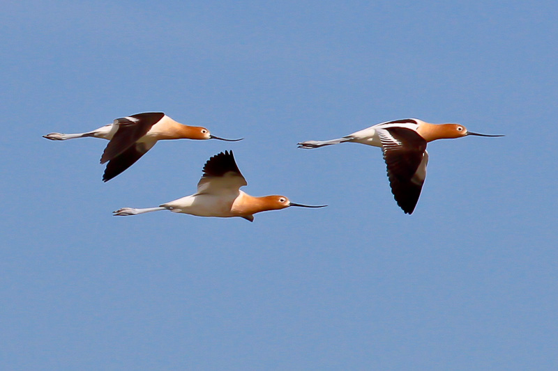 American Avocet