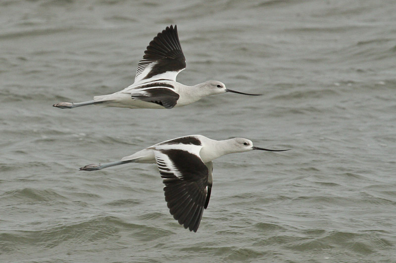 American Avocet