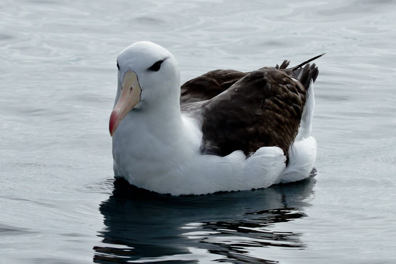 Black-browed (Sub Antarctic) Albatross