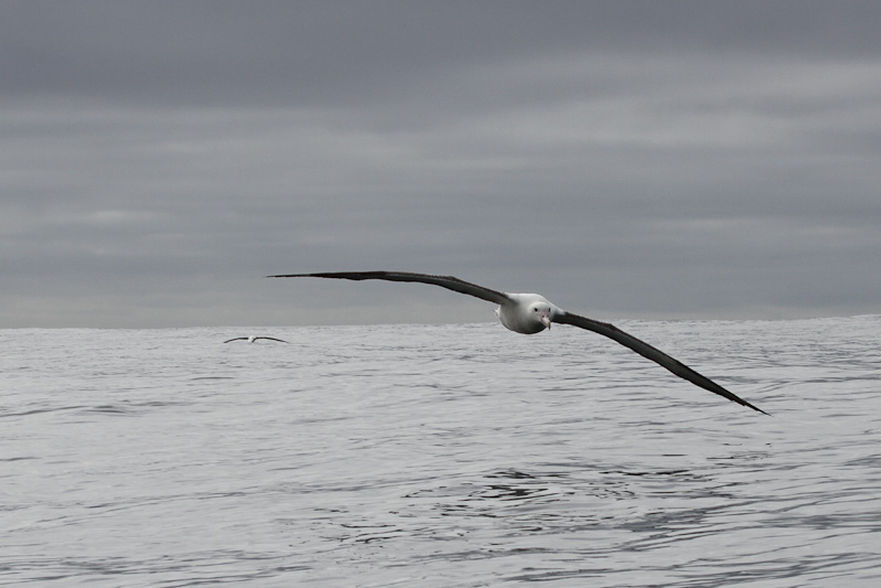 Northern Royal Albatross