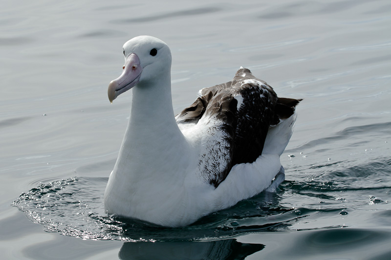 Northern Royal Albatross