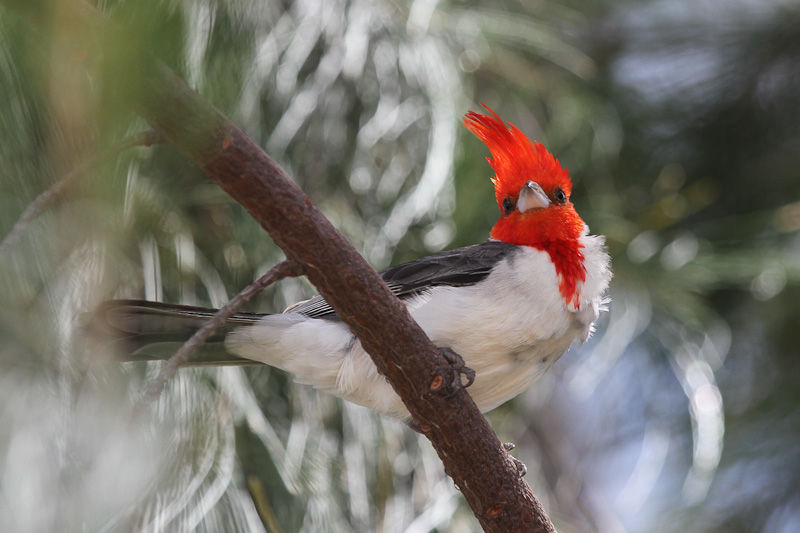 Red-crested Cardinal