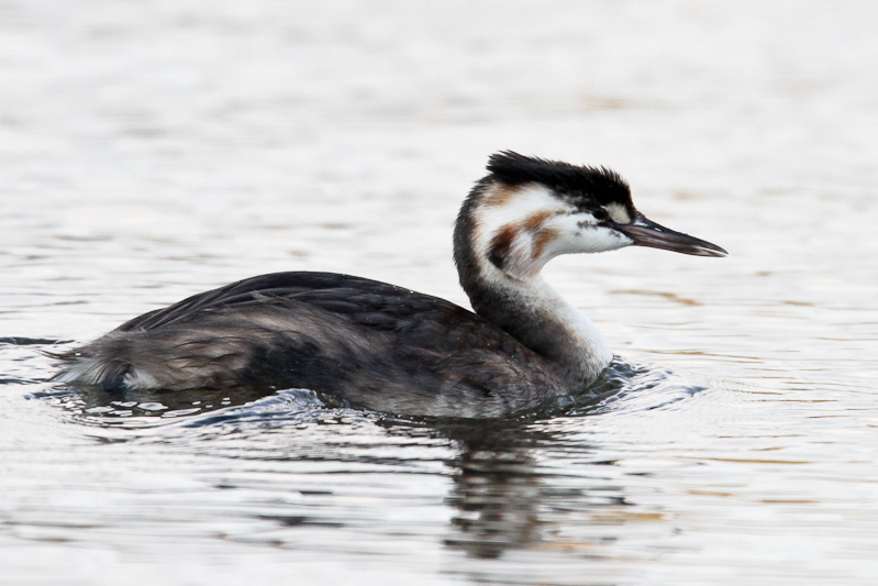 Australasian Crested Grebe