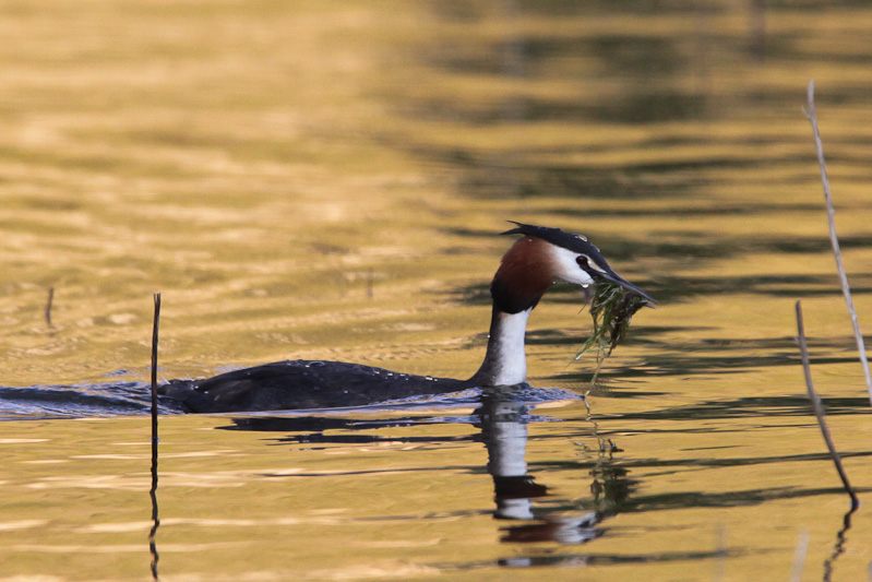 Australasian Crested Grebe