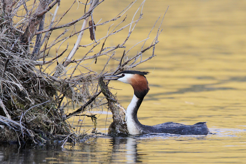 Australasian Crested Grebe