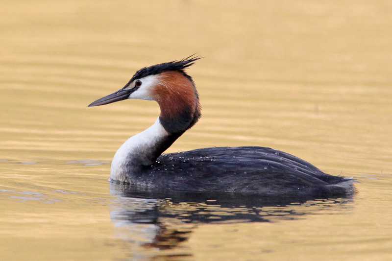 Australasian Crested Grebe
