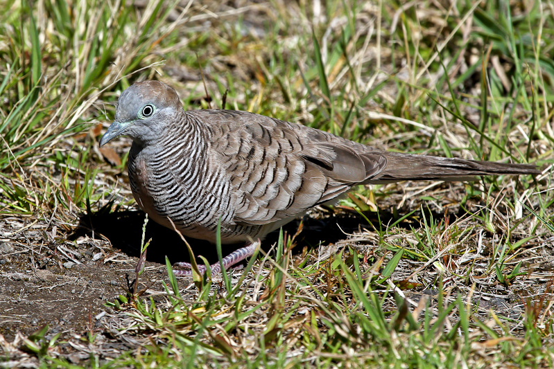 Zebra Dove