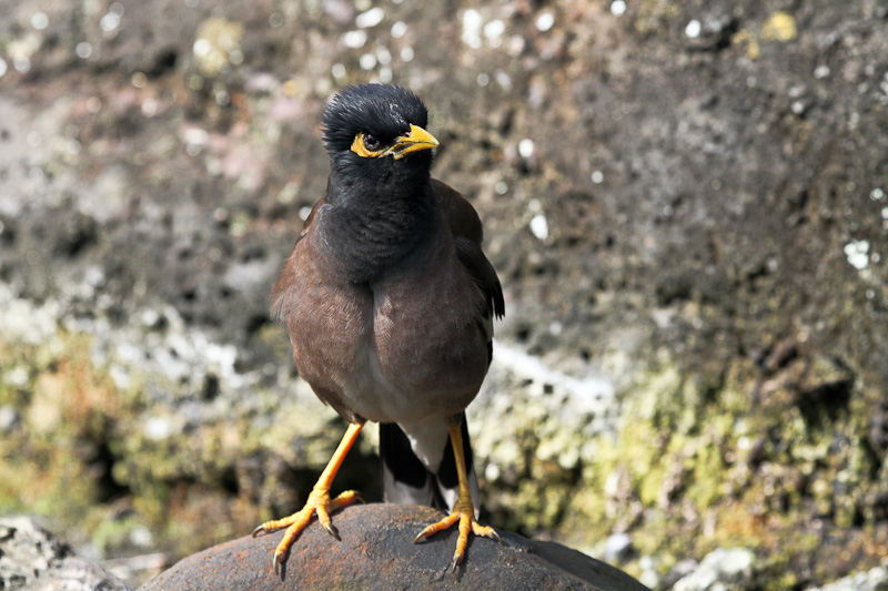 Starlings & Mynas