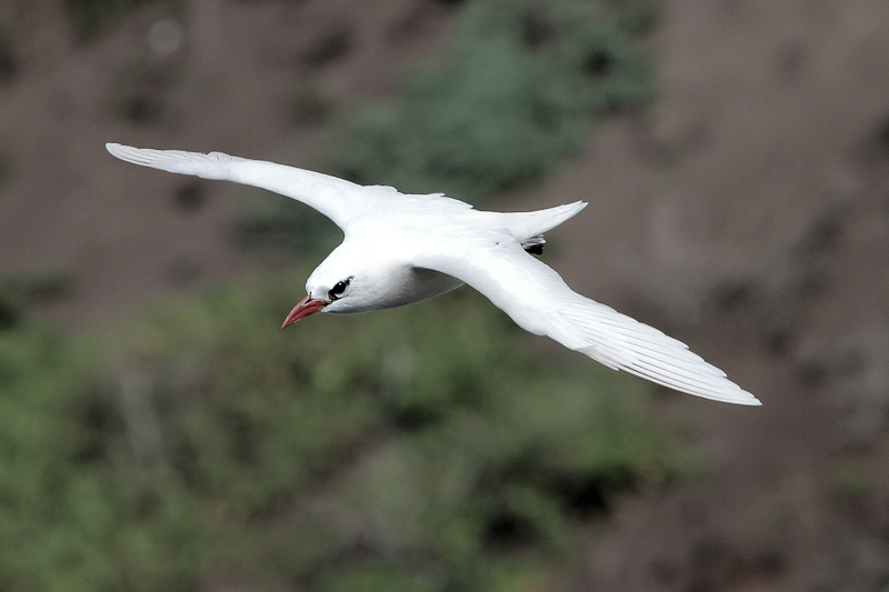 Red-tailed Tropicbird