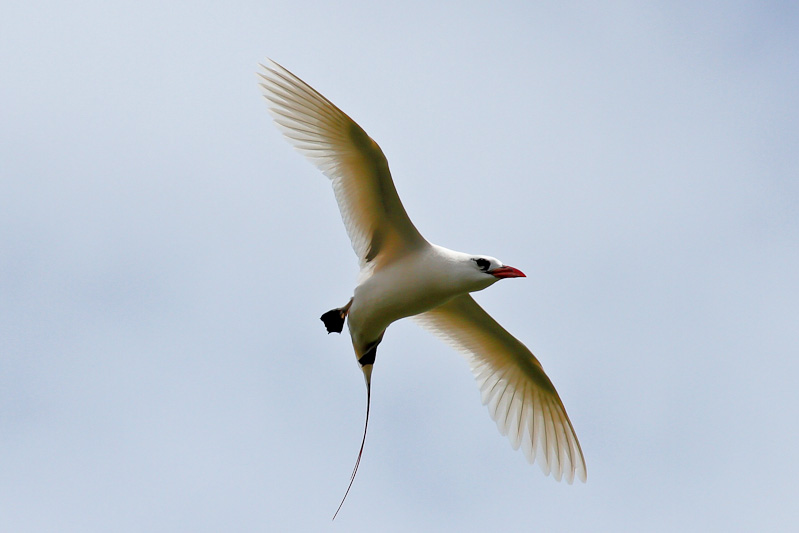Red-tailed Tropicbird