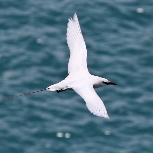 Red-tailed Tropicbird