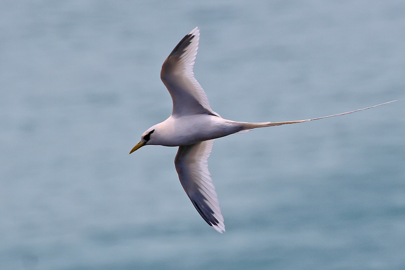 White-tailed Tropicbird