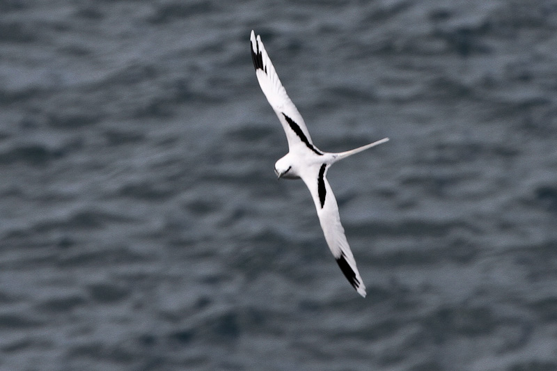 White-tailed Tropicbird